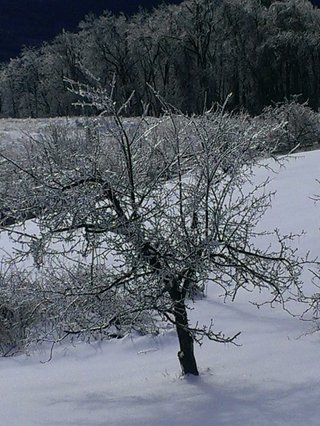 Winter Wonderland
